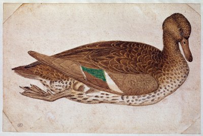 Female winter teal, swimming, in profile to the right. Drawing by Pisano Antonio di Puccio dit il Pisanello by Antonio Pisanello