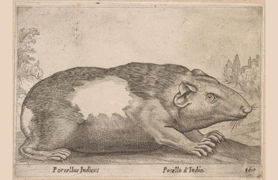 Guinea Pig (Animals and Fabulous Creatures) by Antonio Tempesta