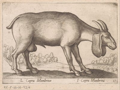 Mambrina Goat by Antonio Tempesta