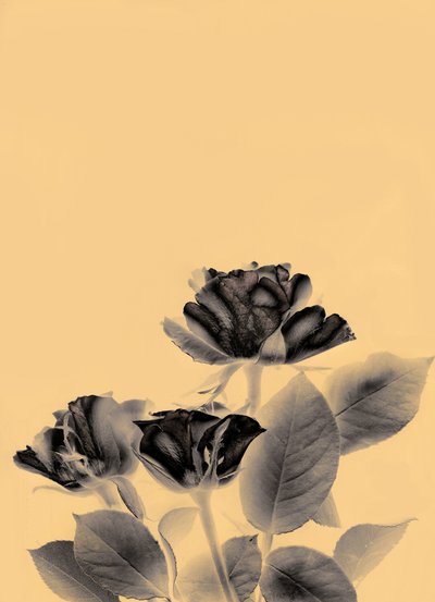 3 Roses by Antonius Antonius
