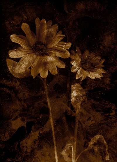 Flower by Antonius Antonius