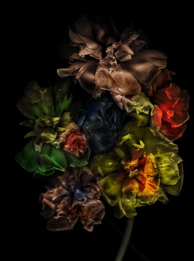 Flowers 13-1, 2025 by Antonius Antonius