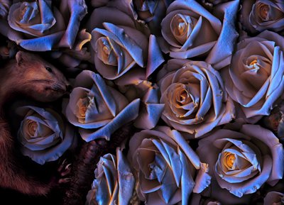 Magic Garden No.31-2, 2019 by Antonius Antonius