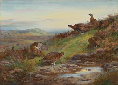 A covey of red grouse by a spring by Archibald Thorburn