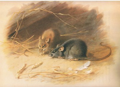 Alexandrine Rat and Black Rat, from Thorburn