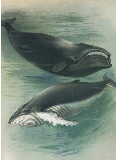 Atlantic White Whale and Humped Back Whale, from Thorburn