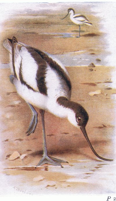 Avocet, from Birds of the British Isles and Their Eggs by Archibald Thorburn
