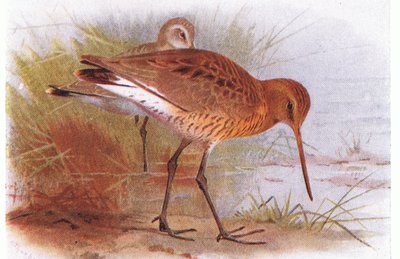 Black Tailed Godwit, from Birds of the British Isles and Their Eggs by Archibald Thorburn