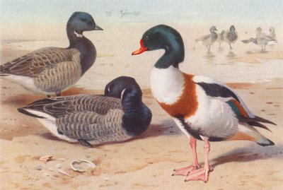 Brent Goose, Common Sheld-Duck by Archibald Thorburn