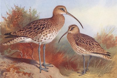 Common Curlew, Whimbrel by Archibald Thorburn