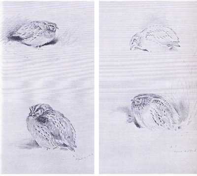 Common Partridge and Quail, pub. by Book Club Associates by Archibald Thorburn
