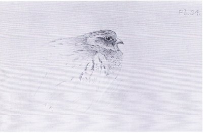 Common Partridge, pub. by Book Club Associates by Archibald Thorburn