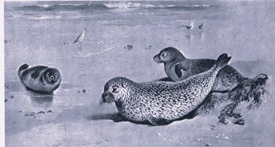 Common Seal, Nature in Britain published by Collins by Archibald Thorburn