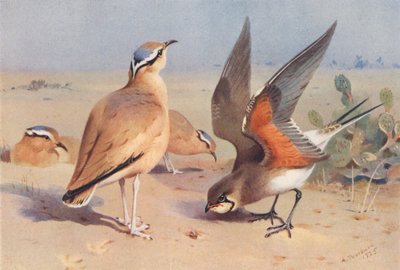 Cream-Coloured Courser, Pratincole by Archibald Thorburn