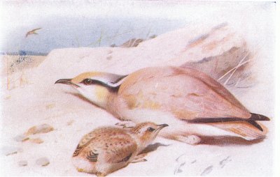 Cream Coloured Courser, from Birds of the British Isles and Their Eggs by Archibald Thorburn