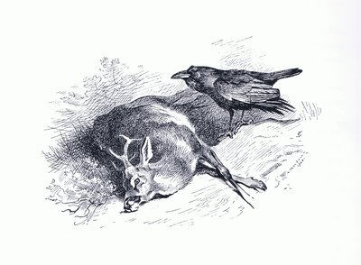 Dead Deer and Raven, from Thorburn