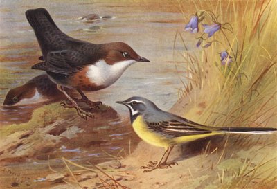 Dipper, Grey Wagtail by Archibald Thorburn