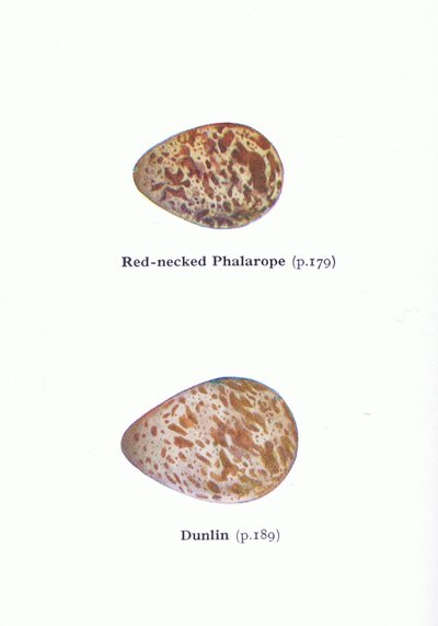 Eggs: Red Necked Phalarope and Dunlin, from Birds of the British Isles and Their Eggs by Archibald Thorburn