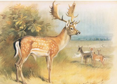 Fallow Deer, from Thorburn