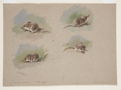 Four vignettes of lesser shrew, c.1915 by Archibald Thorburn