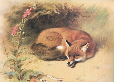 Fox with Foxgloves, from Thorburn