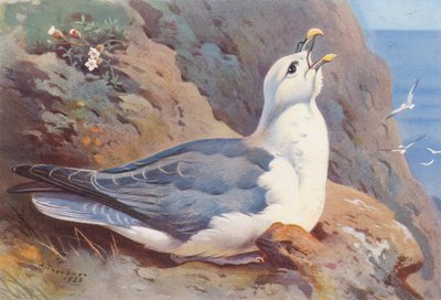 Fulmar by Archibald Thorburn