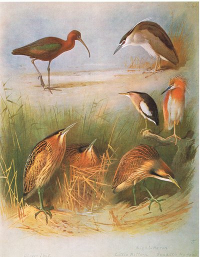 Glossy Ibis, Common Bittern, Night Heron, Little Bittern, Squacco Heron, American Bittern, pub. by Book Club Associates, 1972 by Archibald Thorburn