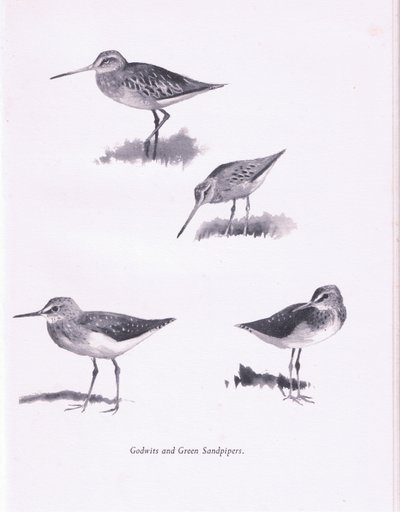 Godwits and Green Sandpipers by Archibald Thorburn