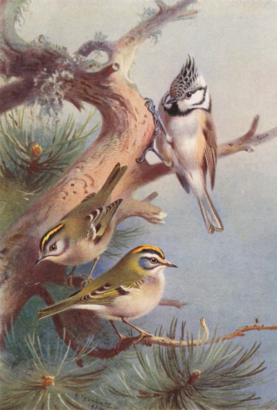 Goldcrest, Fire-Crest, Crested Titmouse by Archibald Thorburn