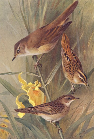 Great Reed-Warbler, Aquatic Warbler, Grasshopper-Warbler by Archibald Thorburn