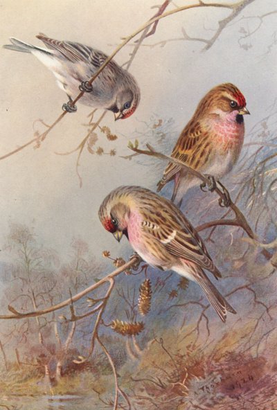 Greenland Redpoll, Lesser Redpoll, Mealy Redpoll by Archibald Thorburn