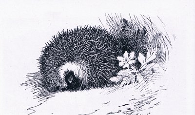 Hedgehog, Nature in Britain by Archibald Thorburn