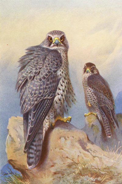 Iceland Falcon, Gyr Falcon by Archibald Thorburn
