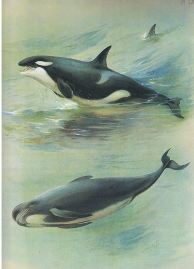 Killer Pilot Whale, from Thorburn