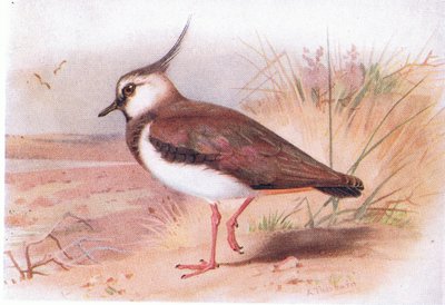 Lapwing, from Birds of the British Isles and Their Eggs by Archibald Thorburn