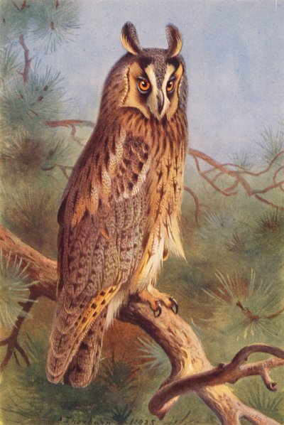Long-Eared Owl by Archibald Thorburn