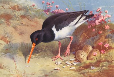 Oyster-Catcher by Archibald Thorburn
