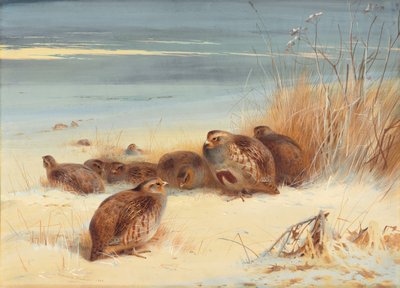 Partridge on a frosty morning by Archibald Thorburn