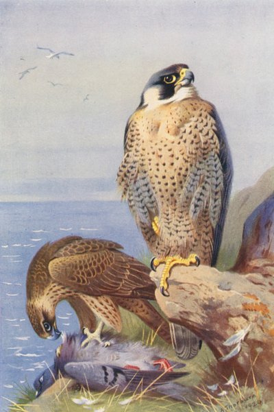 Peregrine Falcon by Archibald Thorburn
