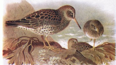 Purple Sandpiper, from Birds of the British Isles and Their Eggs by Archibald Thorburn