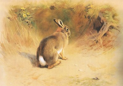 Rabbit, from Thorburn