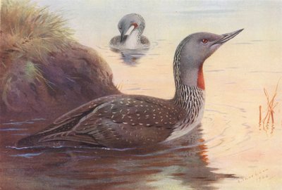 Red-Throated Diver by Archibald Thorburn