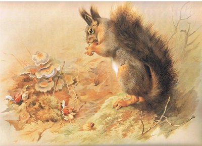 Red Squirrel, from Thorburn