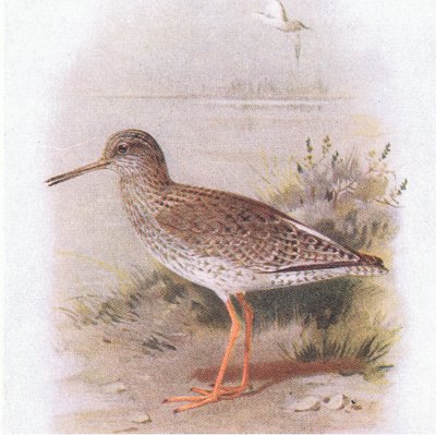 Redshank, from Birds of the British Isles and Their Eggs by Archibald Thorburn