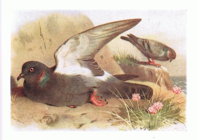 Rock Dove, from Birds of the British Isles and Their Eggs by Archibald Thorburn