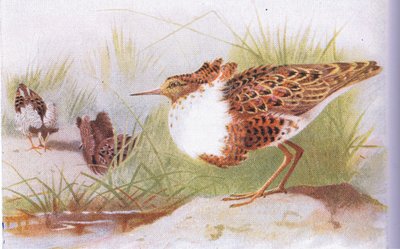 Ruffs and Reeves, from Birds of the British Isles and Their Eggs by Archibald Thorburn