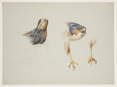 Rump of wader and head and legs of sparrowhawk, c.1915 by Archibald Thorburn