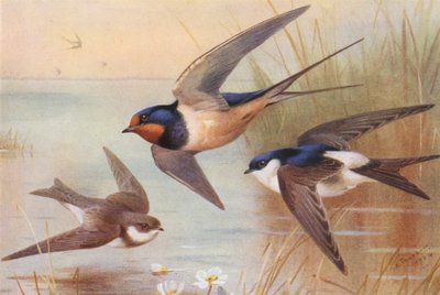 Sand-Martin, Swallow, Martin by Archibald Thorburn