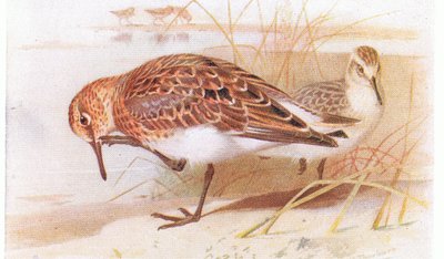 Sanderling, from Birds of the British Isles and Their Eggs by Archibald Thorburn