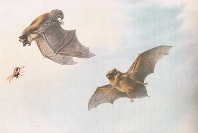 Serotine and Leisler